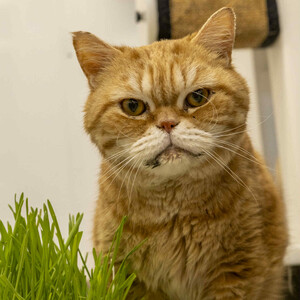 Cats